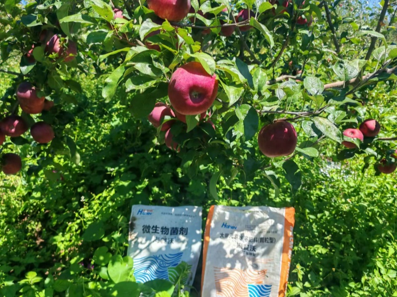 微生物菌剂-水果用海餐沃微生物菌剂效果