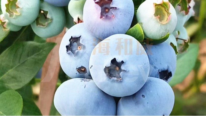 水溶肥用在蓝莓上，庄老板案例