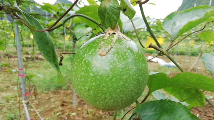 微生物菌剂哪家好