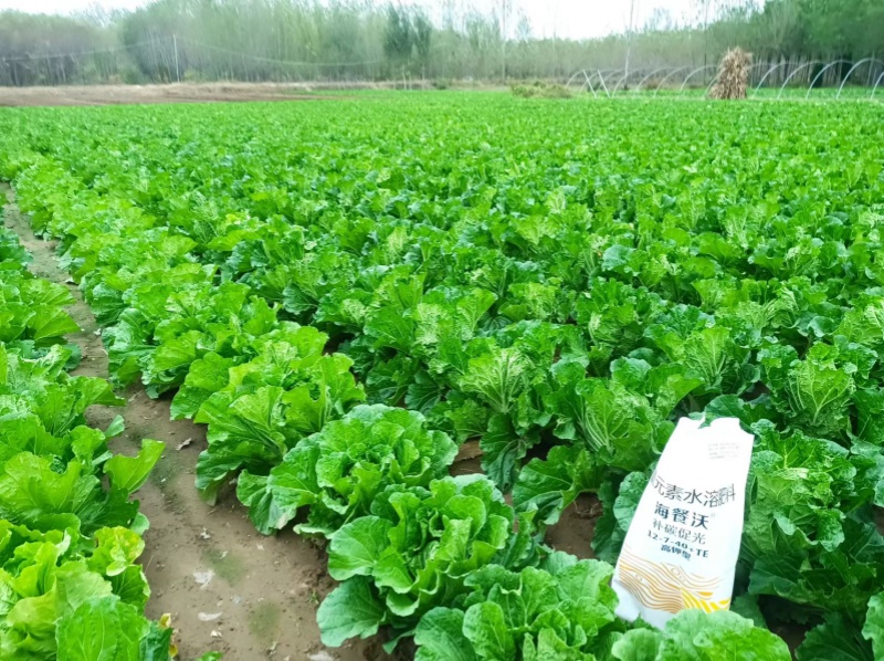 叶菜施肥-白菜用海餐沃水溶肥效果