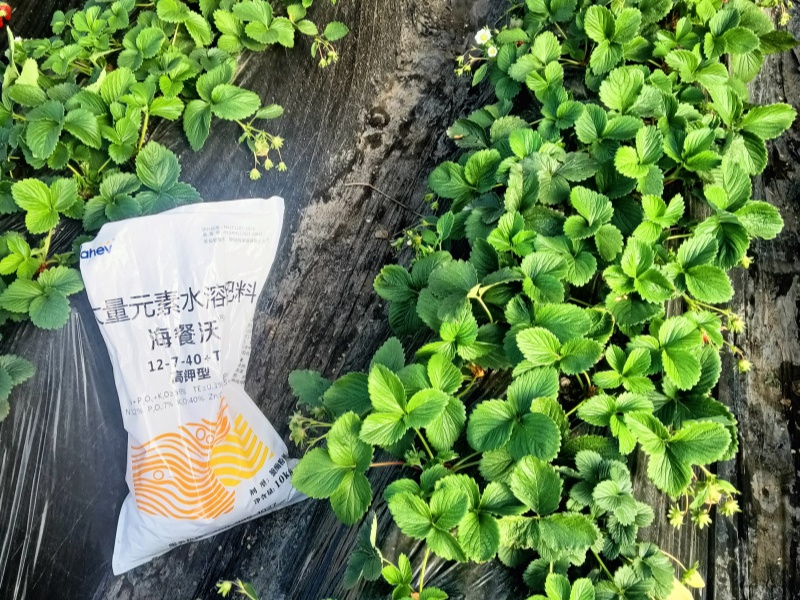 水溶肥-草莓用海餐沃高钾水溶肥效果