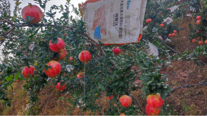 微生物菌剂的作用与选择，一文讲透