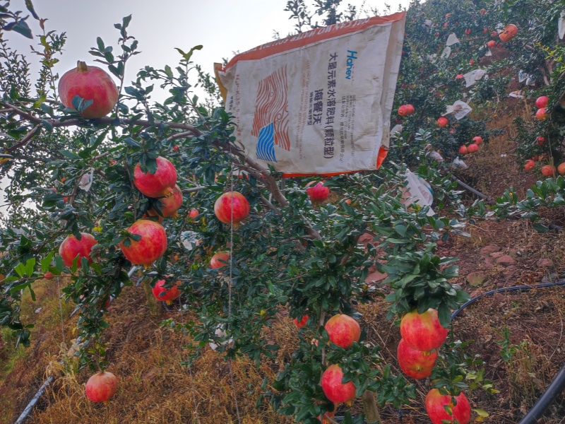 微生物菌剂-石榴用海餐沃微生物菌剂效果