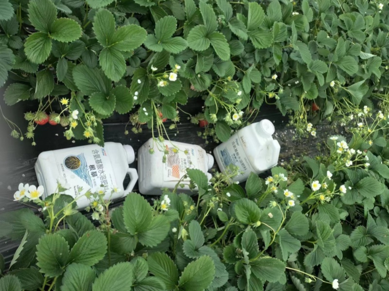 种植草莓-草莓用海餐沃水溶肥效果